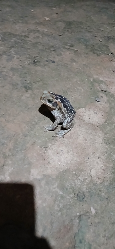 Cururu Toad