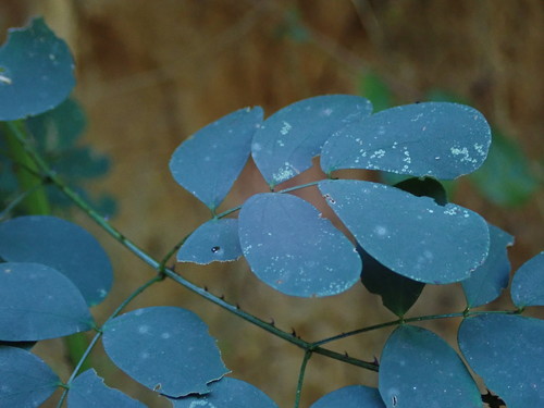 Mimosa ceratonia