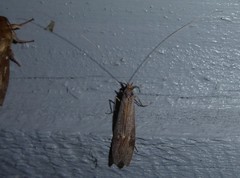 Triplectides obsoletus