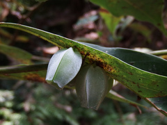 Daphnephila urnicola