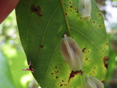 Daphnephila urnicola