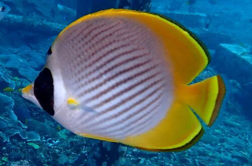 Bantayan butterflyfish (Chaetodon adiergastos) — Chaetodontidae