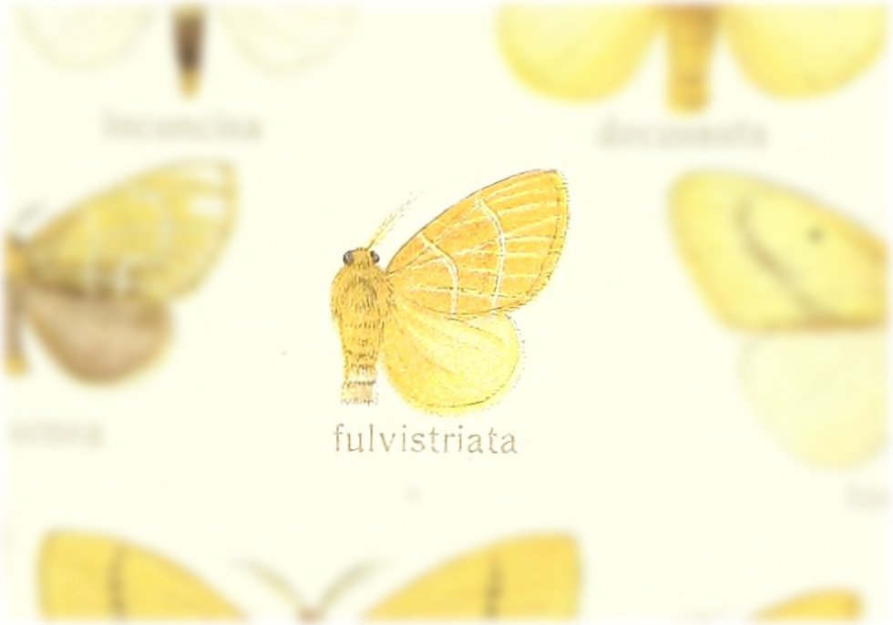 Artaxa fulvistriata