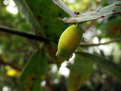 Daphnephila urnicola