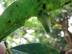 Daphnephila urnicola