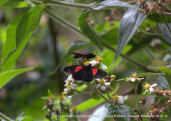 Altinote trinacria chea