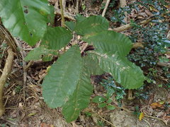 Cupania americana