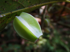 Daphnephila urnicola
