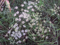 Ammi