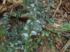 Triphasia trifolia
