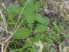Brassica tournefortii