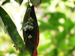 Daphnephila urnicola