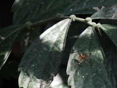 Echthromorpha agrestoria notulatoria