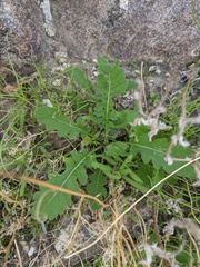Brassica tournefortii