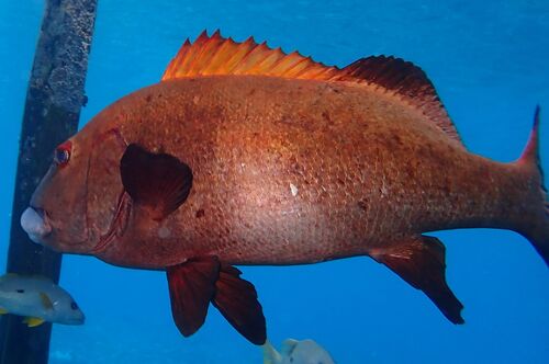 Giant sweetlips (Plectorhinchus albovittatus) — Haemulidae