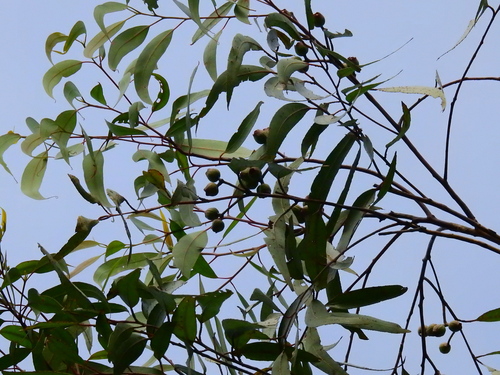 Bailey's Stringybark (Eucalyptus baileyana)