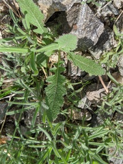 Brassica tournefortii