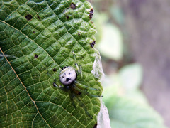 Bijoaraneus