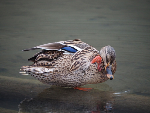 Stockente