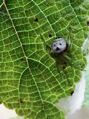 Bijoaraneus