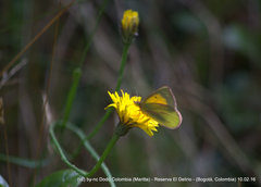 Colias dimera