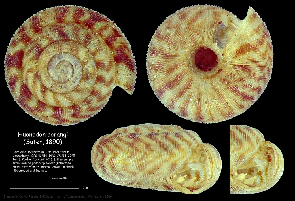 Huonodon aorangi