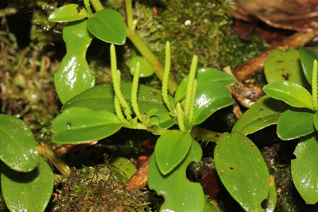 Peperomia fernandopoiana