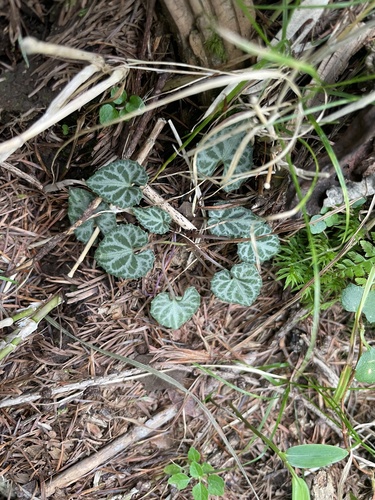 Viola tokubuchiana iNat (1)