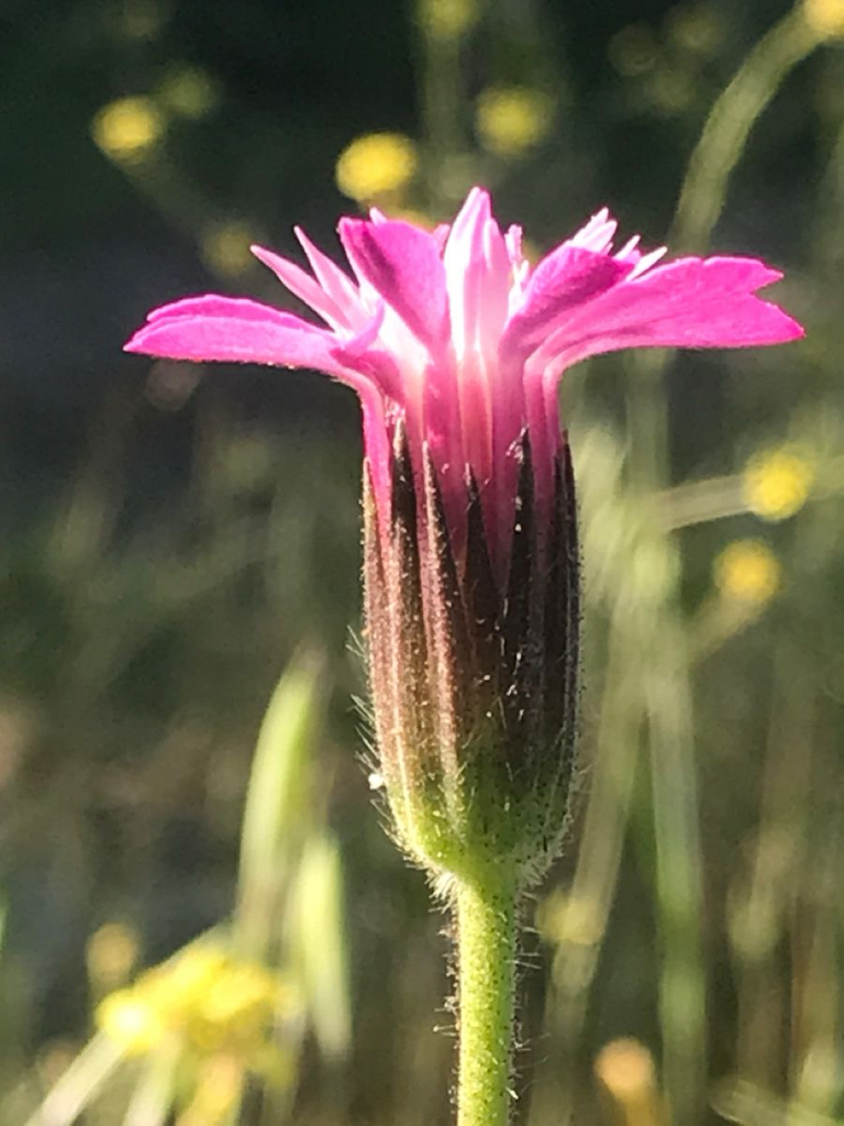 Knautia