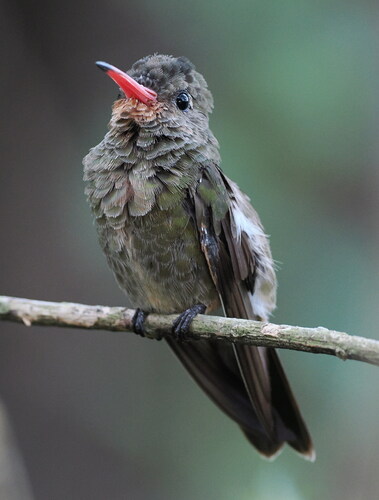 Gilded Sapphire (Hylocharis chrysura), photo 5