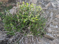 Mirabilis laevis