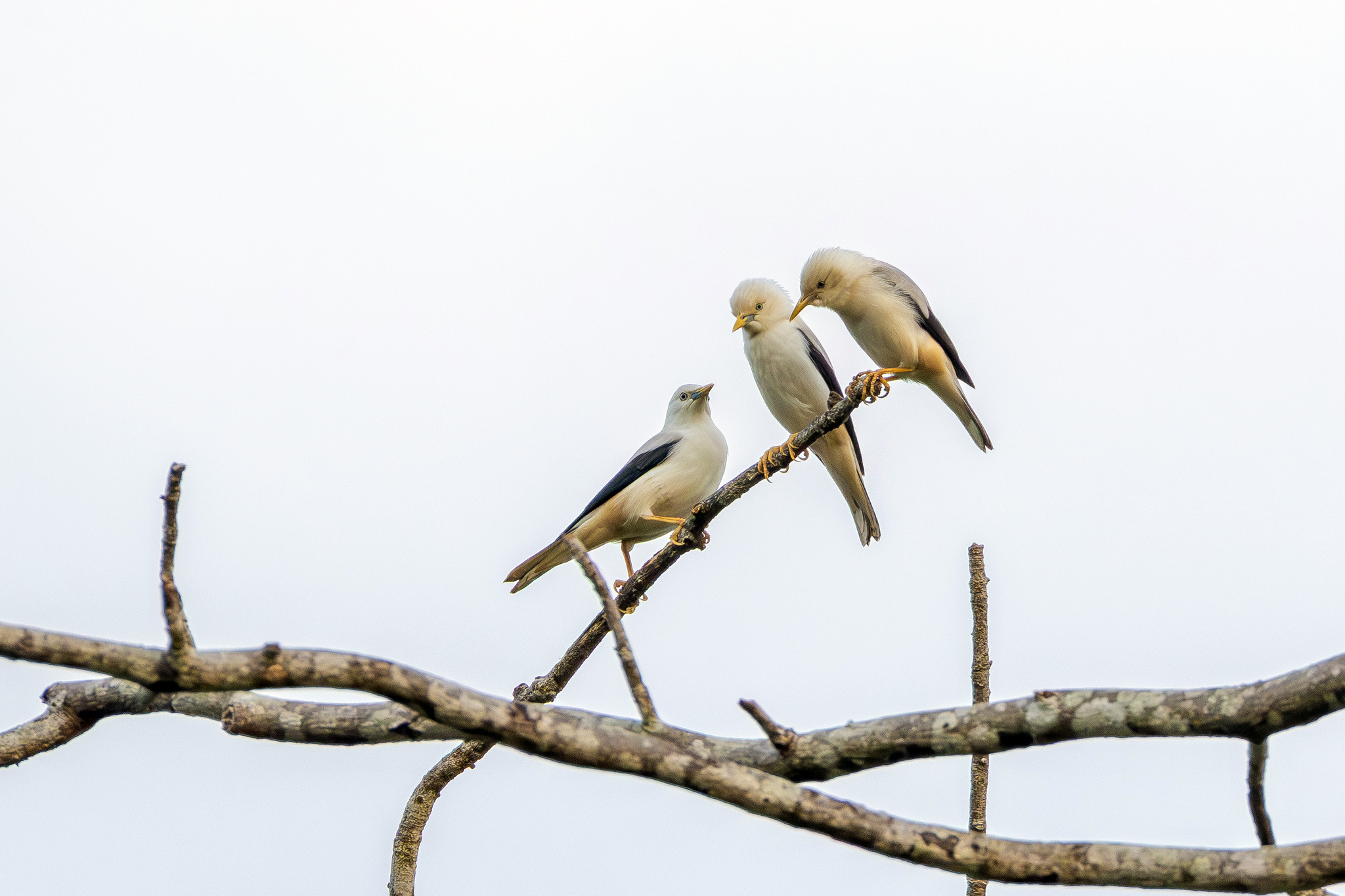 White-headed Starling (Sturnia erythropygia), photo 4