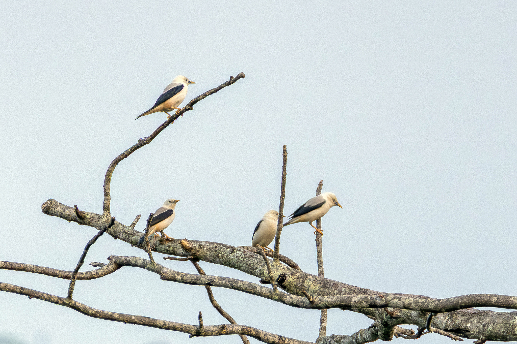 White-headed Starling (Sturnia erythropygia), photo 5