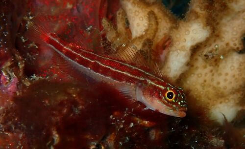 Lined triplefin (Helcogramma striata) — Tripterygiidae — 2