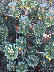 Pittosporum halophilum