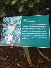 Pittosporum halophilum