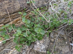 Mirabilis laevis