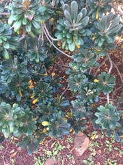 Pittosporum halophilum