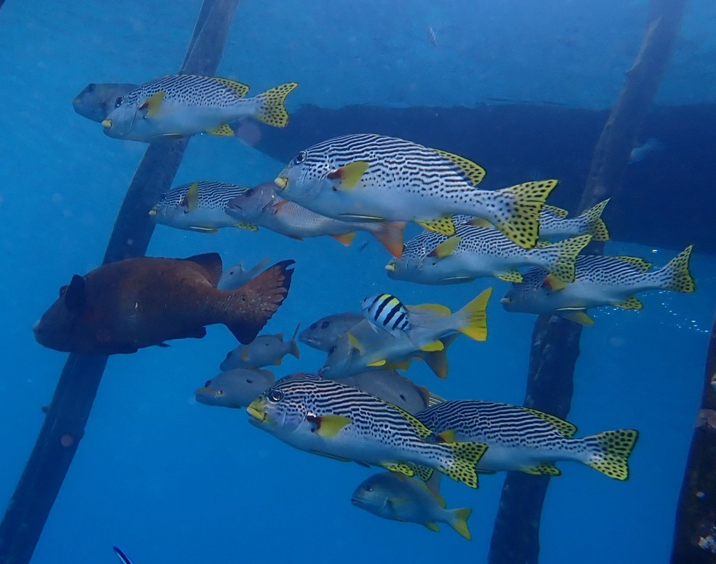 Blackstriped Sweetlips (Plectorhinchus lineatus)
