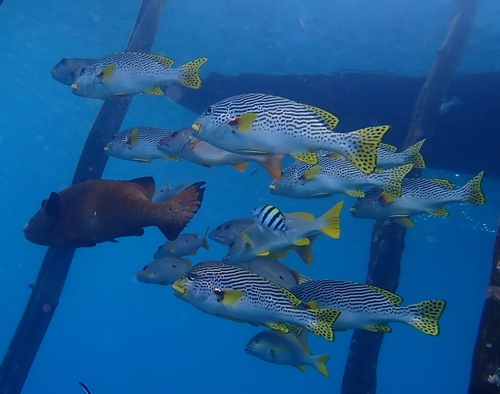 Plectorhinchus lineatus