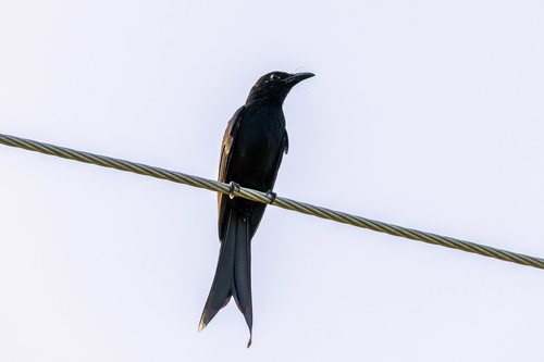 Andaman Drongo (Dicrurus andamanensis), photo 10