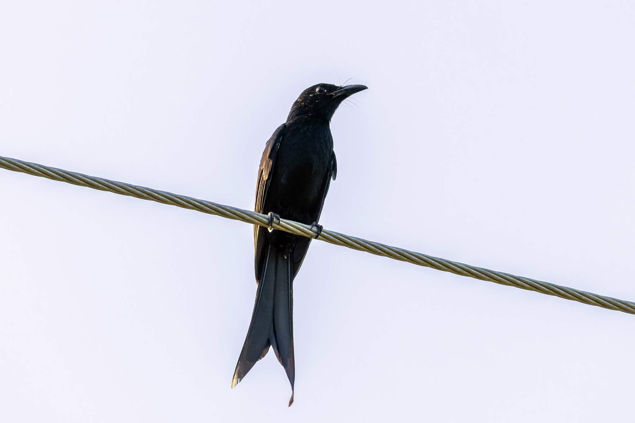 Andaman Drongo (Dicrurus andamanensis), photo 3