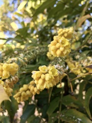 Berberis japonica