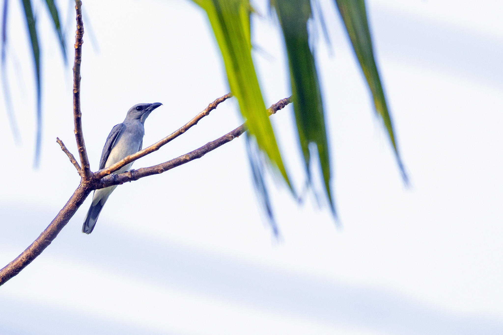 Oriental Cuckooshrike (Coracina javensis), photo 9