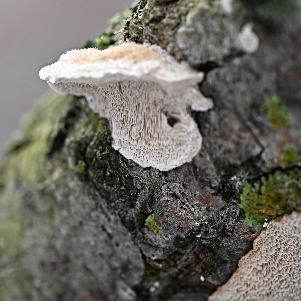 Coriolopsis trogii