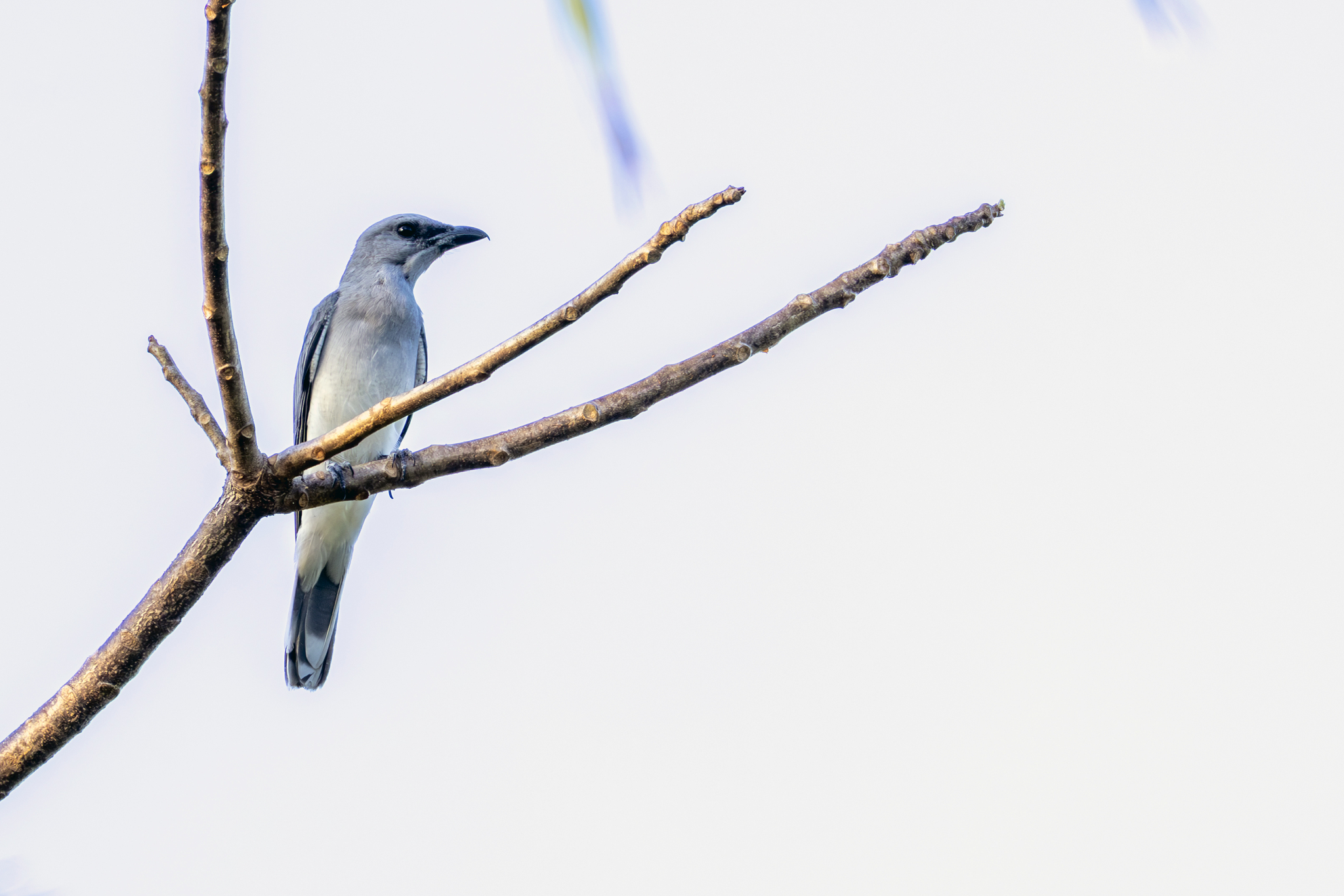 Oriental Cuckooshrike (Coracina javensis), photo 8