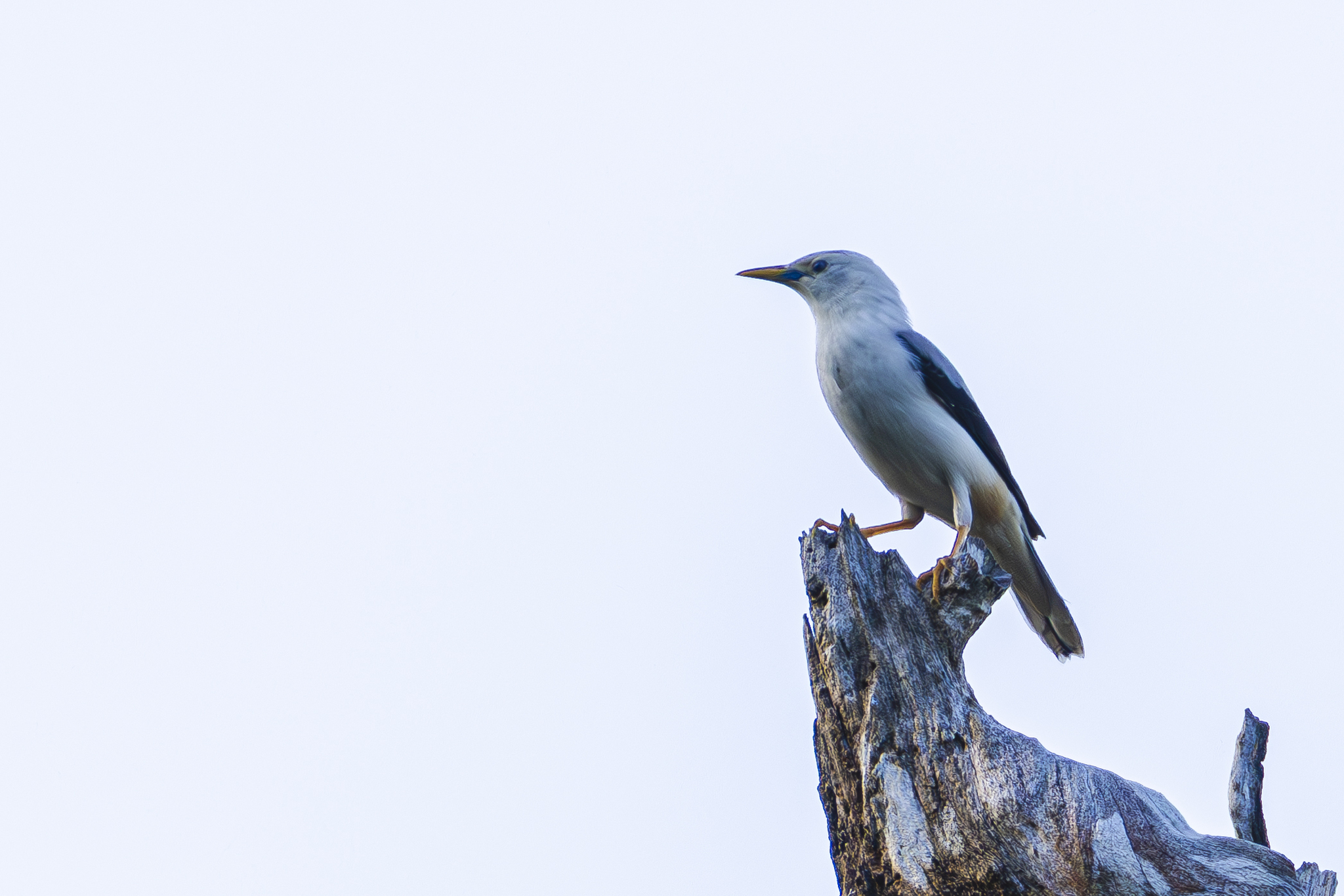 White-headed Starling (Sturnia erythropygia), photo 9