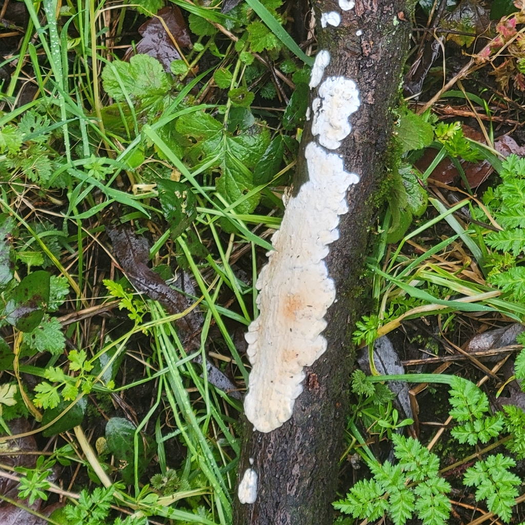 Byssomerulius corium · February 2026 · photo: © andrew_skotnicki (iNaturalist, cc-by)