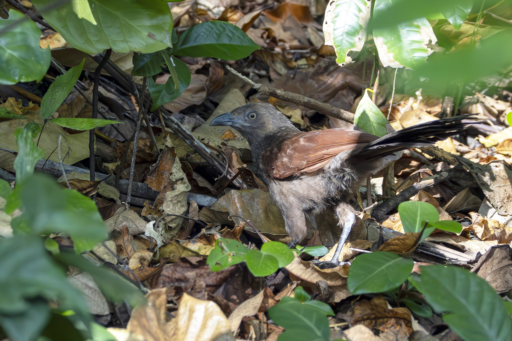 Andaman Coucal (Centropus andamanensis), photo 2