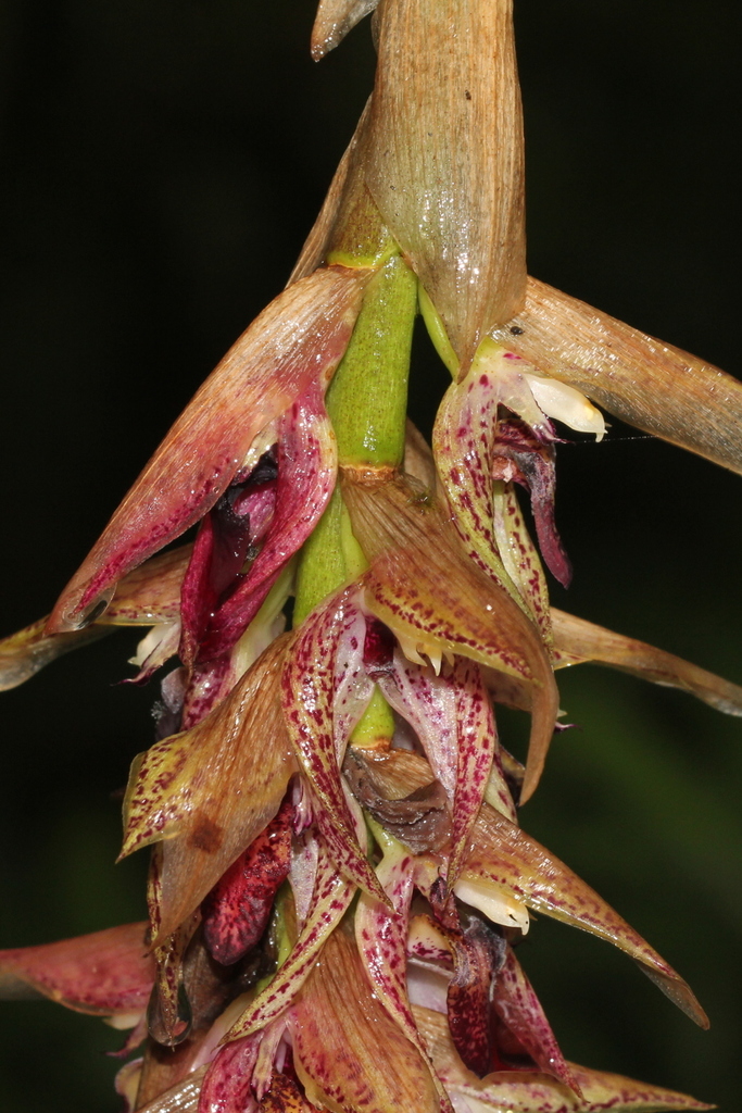Bulbophyllum variegatum